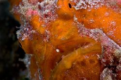 Just Another Pretty Face - 105mm South Maui by Mike Roberts 